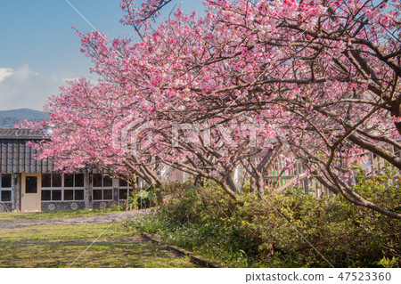 櫻花下的藍天櫻花複製空間Yomei山平等村 47523360