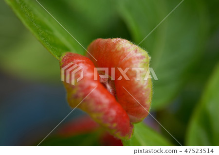 Hot lips 47523514