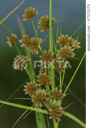 There are features such as natural plant Matsukasa Susuki, a large number of flower stalks, scales of spikes are lanceolate 47523578
