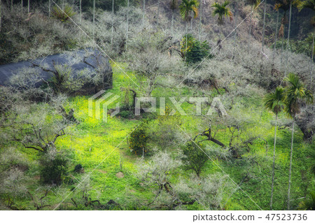 老梅黃花 47523736