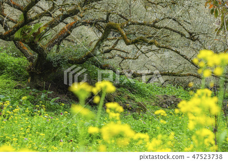 老梅黃花 47523738