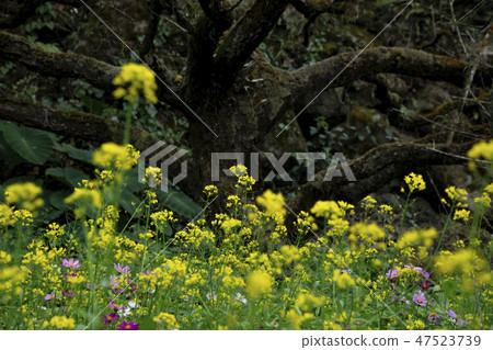 老梅黃花 47523739