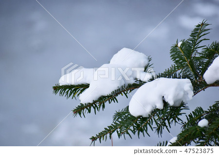 大雪將被堆積在針葉樹上 大雪將被堆積在針葉樹上 47523875