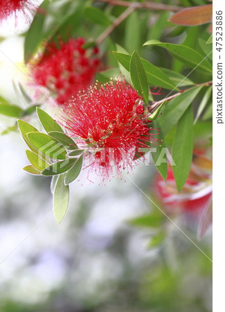Red brushwood 47523886