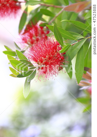 Red brushwood 47523888