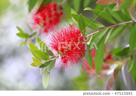 Red brushwood 47523891