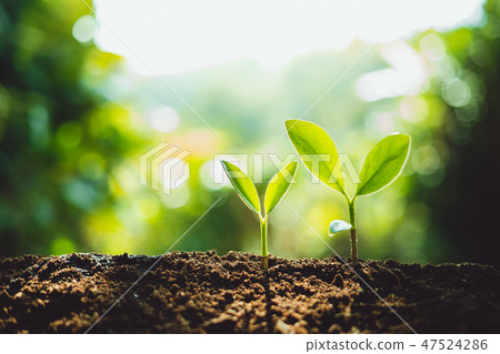 Close-Up Of Fresh Green Plant Growing,Tree Growth  47524286