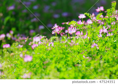 黃芪花 黃芪花 47524351