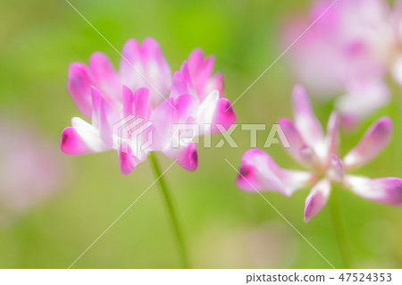 Astragalus flowers 47524353