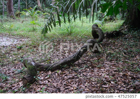 Creepy wood on dry leaves floor Creepy wood on dry leaves floor 47525057