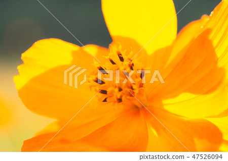 Cosmos's Up Photo Cosmos's Up Photo 47526094