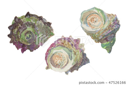 Sasae watercolor 47526166