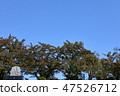 山形 47526712