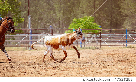 Calf Roping At An Australian Country Rodeo 47528295