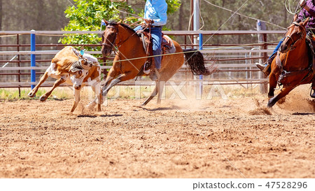 Calf Roping At An Australian Country Rodeo 47528296