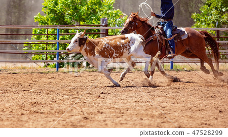 Calf Roping At An Australian Country Rodeo Calf Roping At An Australian Country Rodeo 47528299