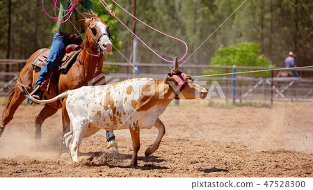Calf Roping At An Australian Country Rodeo 47528300