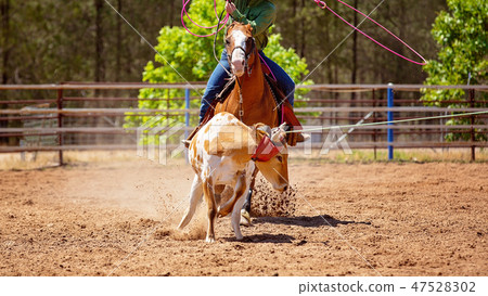 Calf Roping At An Australian Country Rodeo Calf Roping At An Australian Country Rodeo 47528302
