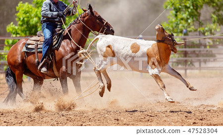 Calf Roping At An Australian Country Rodeo Calf Roping At An Australian Country Rodeo 47528304
