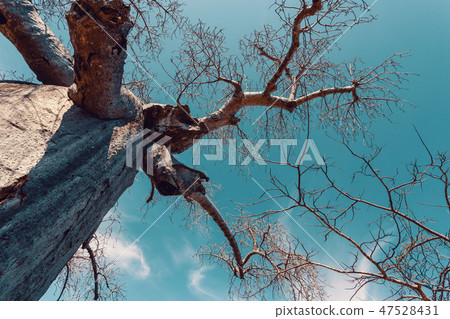 Adansonia madagascariensis baobab, madagascar 47528431