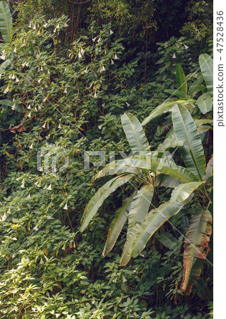 madagascar rainforest with massive trees 47528436