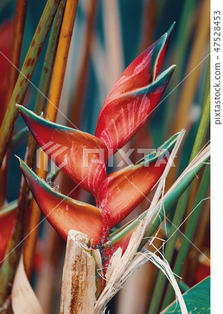 heliconia flower Amber Mountain, Madagascar heliconia flower Amber Mountain, Madagascar 47528453