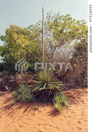 madagascar plant aloe madagascar plant aloe 47528455