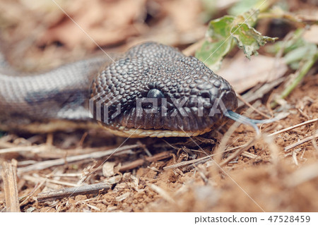 madagascar snake tree boa, Madagascar 47528459