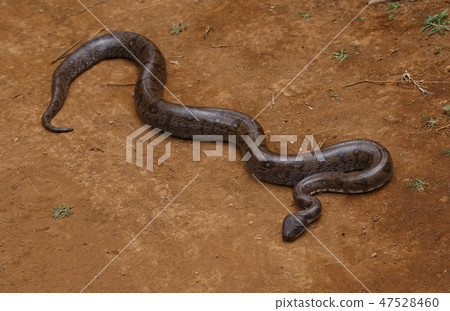 madagascar snake tree boa, Madagascar madagascar snake tree boa, Madagascar 47528460