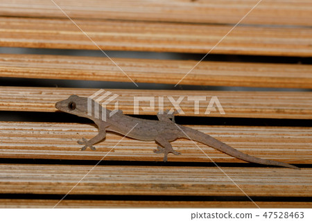 Small night gecko Amber Moutain Madagascar 47528463
