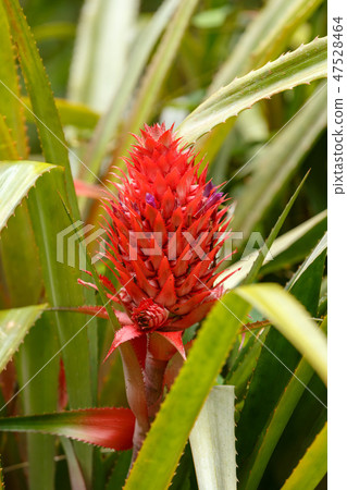 wild red pineapple in Madagascar wilderness 47528464