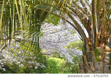 Sakura at Ebina Sports Park Kanagawa Ebina Ebina City Company Sakura at Ebina Sports Park Kanagawa Ebina Ebina City Company 47528703
