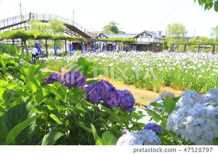 瀑布自殺Ayame Garden繡球花和Iyama Ikagi縣Itako市 47528797