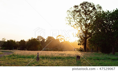 Two Kangaroos In The Glow Of Sunset Across Grass 47529067