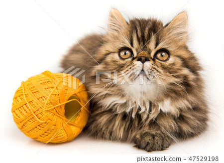 Beautiful Persian kitten cat marble color coat Beautiful Persian kitten cat marble color coat 47529198