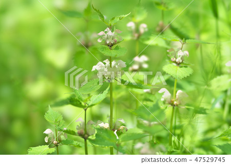 Spring Mountain Wild Grass Spring Mountain Wild Grass 47529745