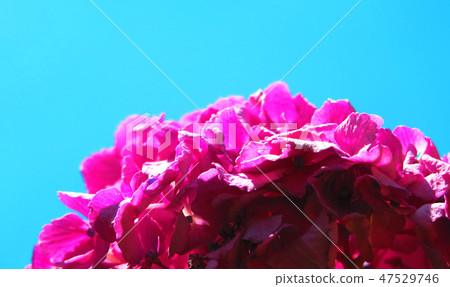 繡球花（西方繡球花等） 47529746