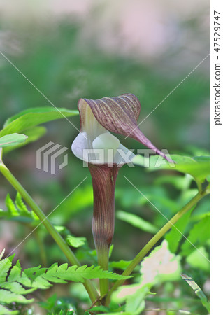 春山野草 47529747