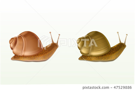 Land snails realistic isolated vector icons Land snails realistic isolated vector icons 47529886