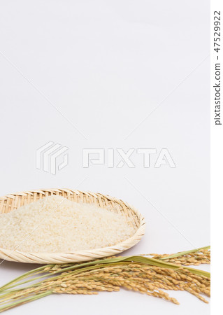 Rice 47529922