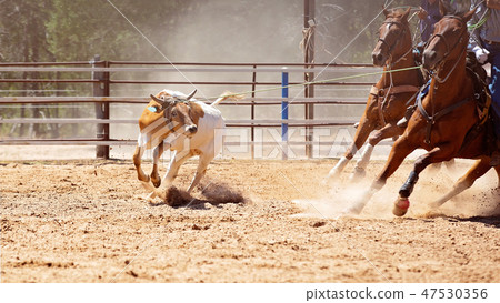 Calf Roping At An Australian Country Rodeo 47530356