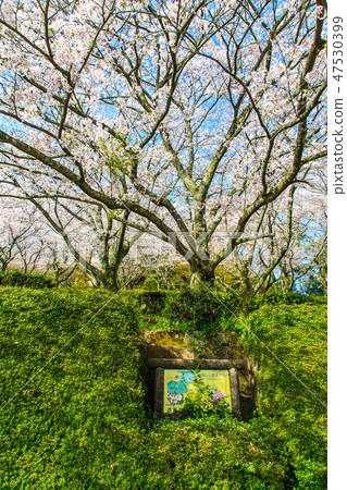Cherry blossoms at Arioyama Park [Kashima City, Saga Prefecture] 47530399