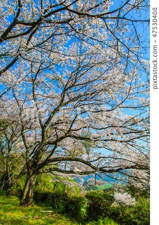 Cherry blossoms at Arioyama Park [Kashima City, Saga Prefecture] 47530408