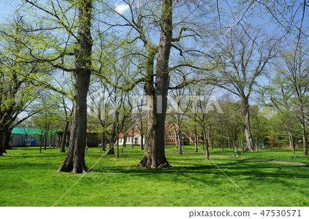 Hokkaido University Campus 47530571