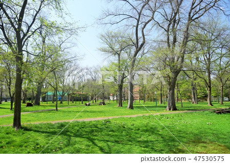 Hokkaido University Campus 47530575