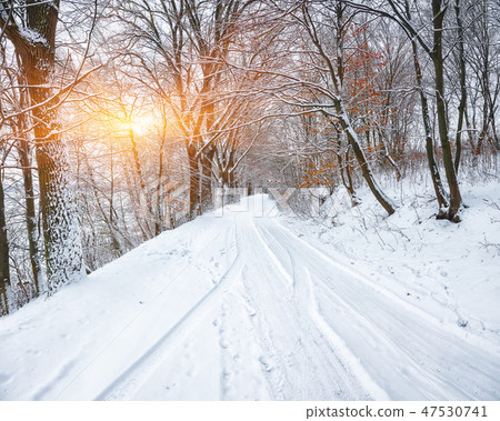 Silence on a winter road in the forest Silence on a winter road in the forest 47530741