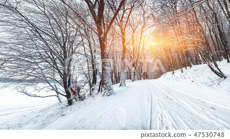 Silence on a winter road in the forest 47530748