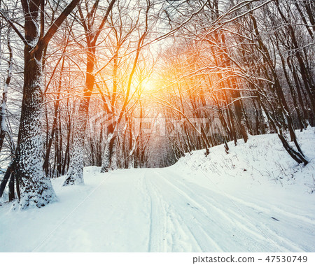 Silence on a winter road in the forest 47530749