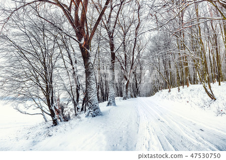 Silence on a winter road in the forest Silence on a winter road in the forest 47530750