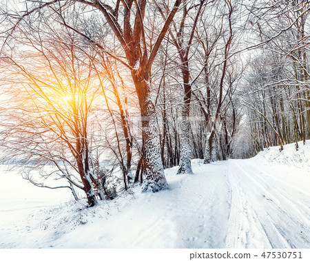 Silence on a winter road in the forest Silence on a winter road in the forest 47530751